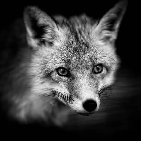 Retrato de un zorro rojo macho, vulpes vulpes . — Foto de Stock