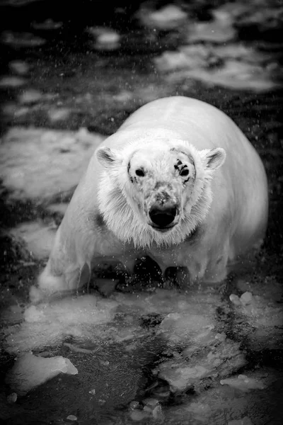 Lední medvěd v ledu — Stock fotografie