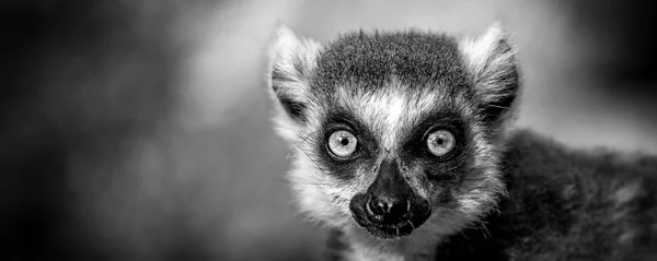 Лемур с кольцехвостым лемуром (Lemur catta) — стоковое фото