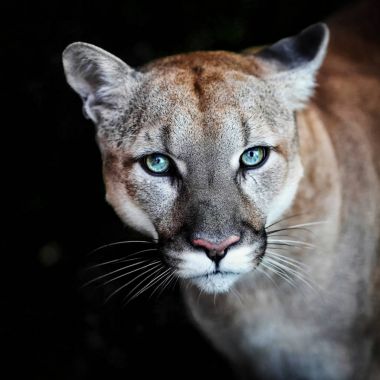 Puma, wild cat eyes clipart