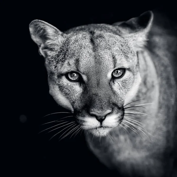 Puma, olhos de gato selvagem — Fotografia de Stock