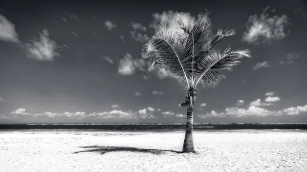 Palmen und Strand — Stockfoto