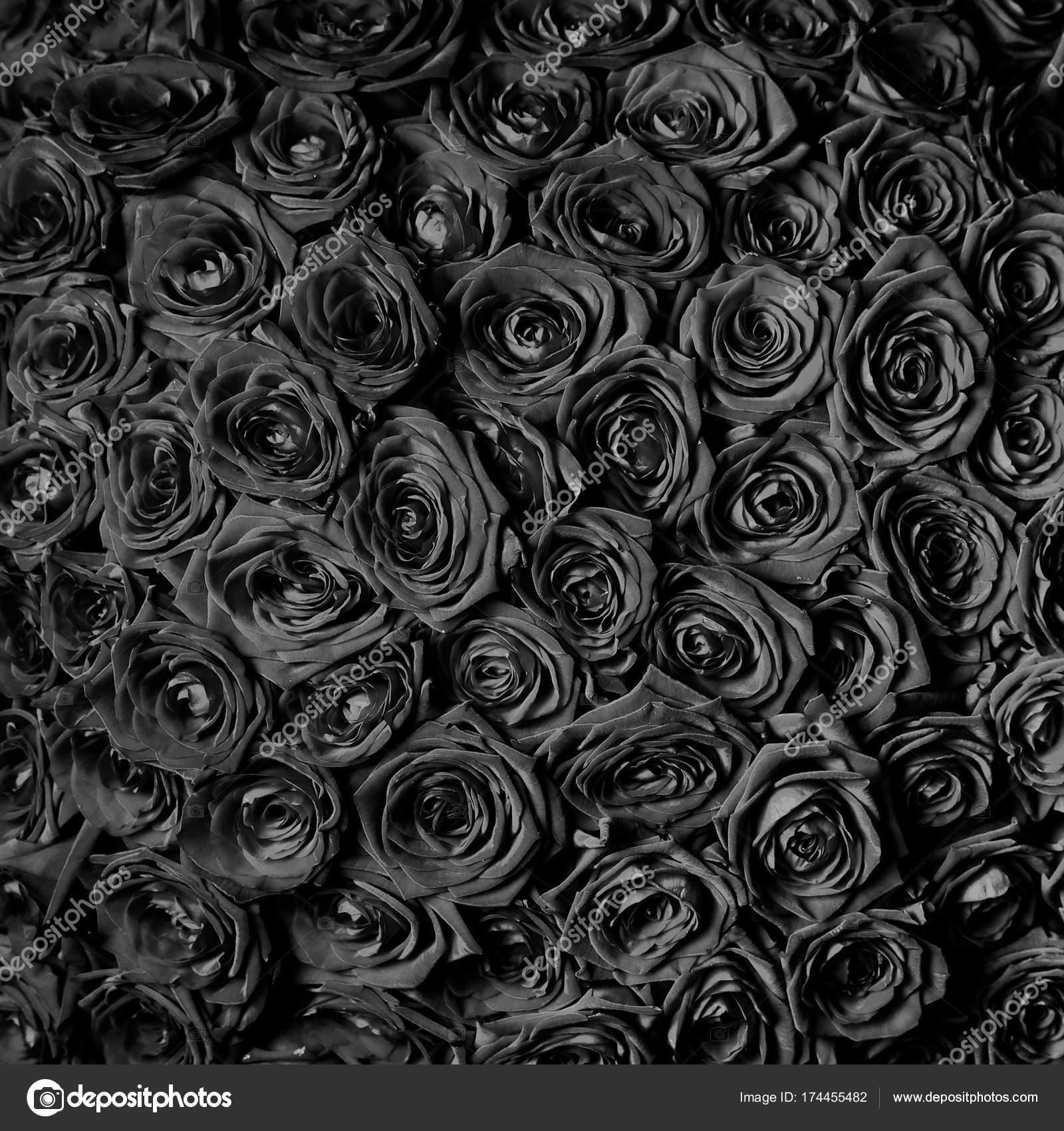 Images Beautiful Black Roses Beautiful Black Roses Floral Background Stock Photo C Baranov Evgenii