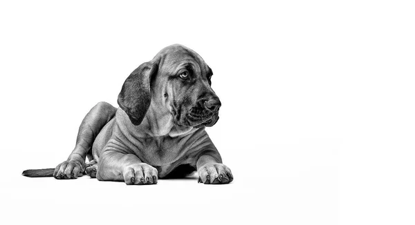 Mastiff Puppy. Mastín Brasileño también conocido como Fila Brasileiro . —  Fotos de Stock