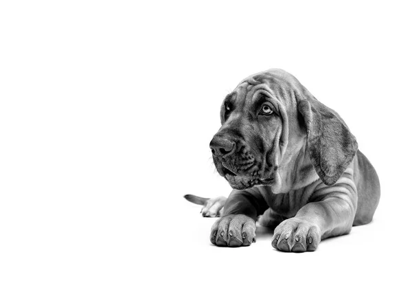 Mastiff Puppy. Mastín Brasileño también conocido como Fila Brasileiro . —  Fotos de Stock