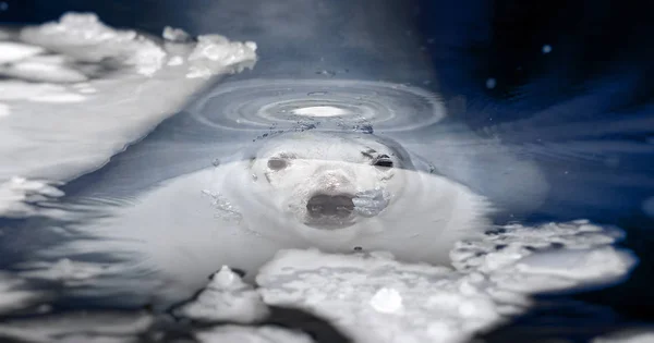 Orso bianco nel mare (Ursus maritimus), Orso polare emerge da sotto l'acqua — Foto Stock