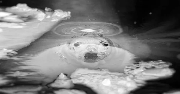 Oso blanco en el mar (Ursus maritimus), oso polar emerge de debajo del agua — Foto de Stock