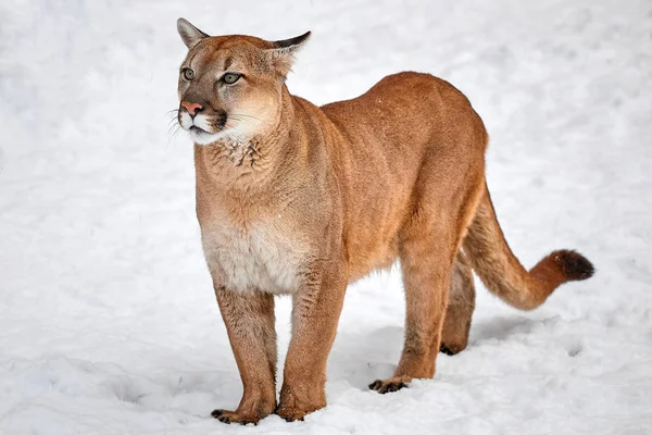 Puma en el bosque, solo gato en la nieve, vida silvestre América — Foto de Stock