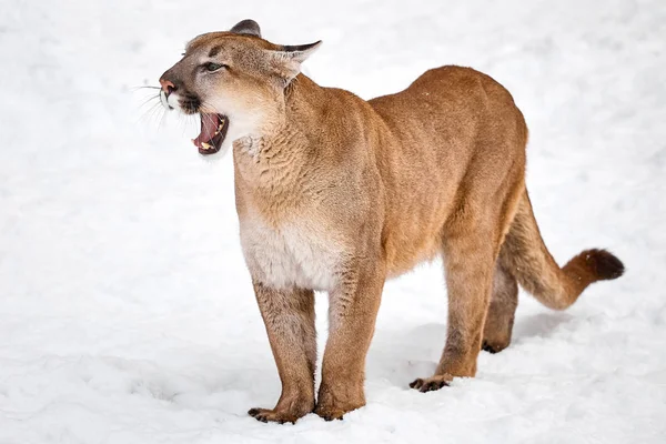 Puma στην τα ξύλα, τα ενιαία γάτα στο χιόνι, Αμερικής άγριας ζωής — Φωτογραφία Αρχείου