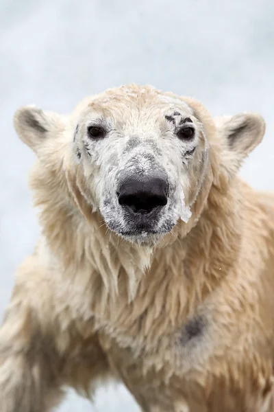 Oso polar (Ursus maritimus). Joven oso mira a la cámara —  Fotos de Stock