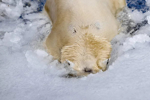 Oso blanco en el mar (Ursus maritimus), nadando en el hielo —  Fotos de Stock