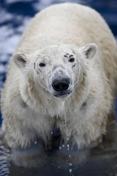 (우수 스 maritimus), 바다 얼음에 수영의 백 곰 — 스톡 사진