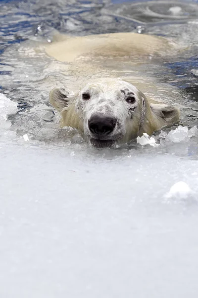 White bear in de zee (Ursus maritimus), zwemmen in het ijs — Stockfoto