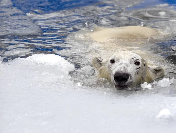 Biały niedźwiedź w morzu (Ursus maritimus), pływanie w lodzie — Zdjęcie stockowe