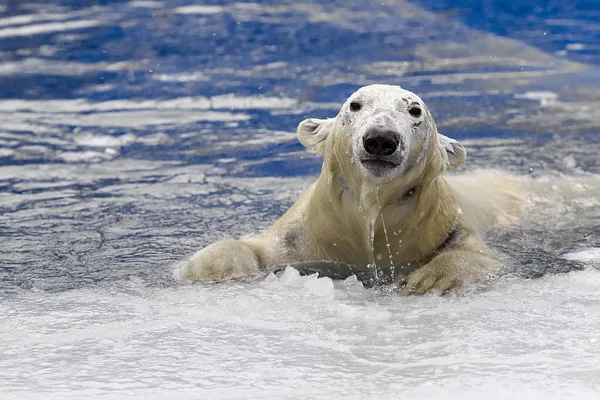 Beyaz ayı (Ursus maritimus), denizde buzun içinde Yüzme — Stok fotoğraf