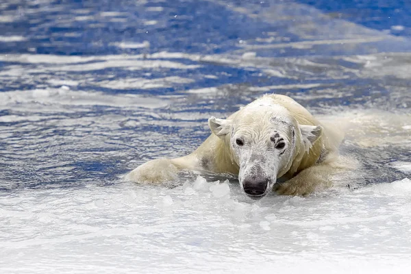 Fehér Medve (Ursus maritimus),-a tengeri úszás a jég — Stock Fotó