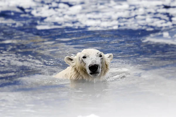 Urso branco no mar (Ursus maritimus), nadando no gelo — Fotografia de Stock