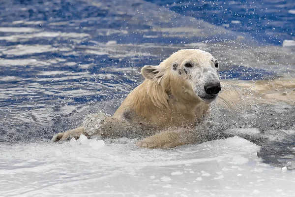 Oso blanco en el mar (Ursus maritimus), nadando en el hielo —  Fotos de Stock