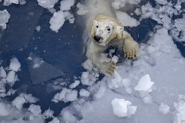 Oso blanco en el mar (Ursus maritimus), nadando en el hielo —  Fotos de Stock