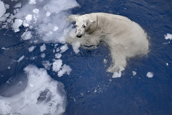 Ours blanc dans la mer (Ursus maritimus), nageant dans la glace — Photo