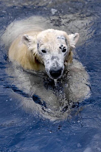 海中的白熊 (休斯 maritimus), 在冰中游泳 — 图库照片
