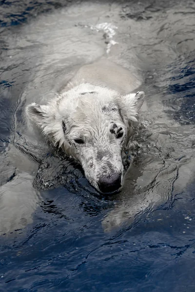 Orso bianco nel mare (Ursus maritimus), che nuota nel ghiaccio — Foto Stock