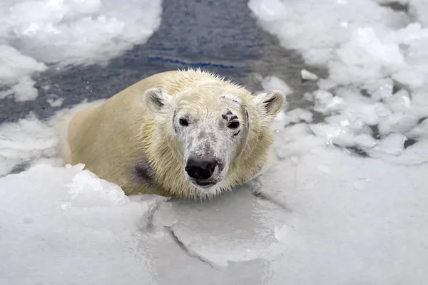 White bear in de zee (Ursus maritimus), zwemmen in het ijs — Stockfoto