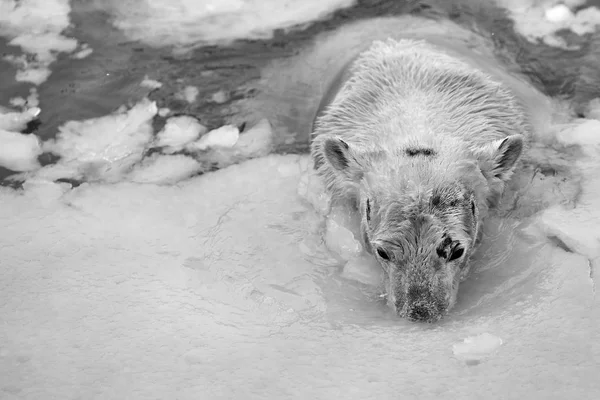 Oso blanco en el mar (Ursus maritimus), nadando en el hielo — Foto de Stock