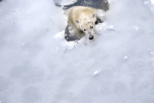 White bear in de zee (Ursus maritimus), zwemmen in het ijs — Stockfoto