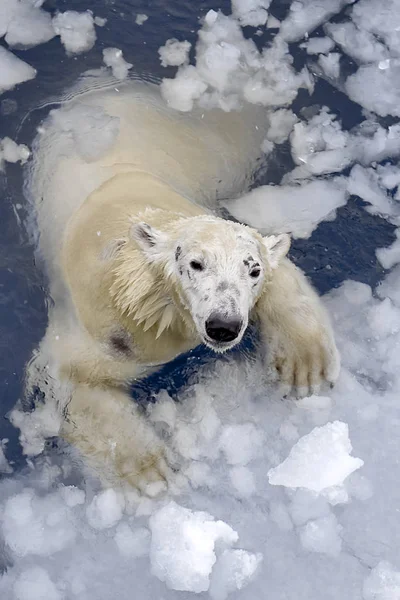 White bear in de zee (Ursus maritimus), zwemmen in het ijs Stockfoto