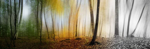 Krásné ráno scéna v lese, dřevo panorama mění roční období — Stock fotografie