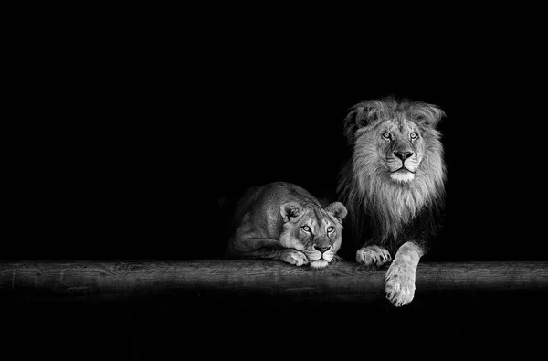 Lev a lvice, zvířata rodina. Portrét ve tmě — Stock fotografie
