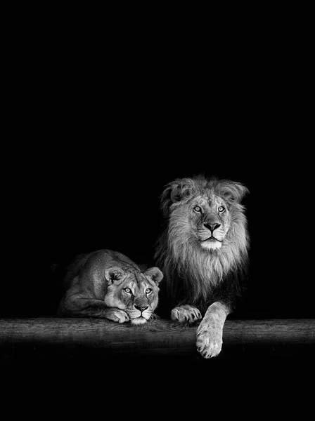 Lion and lioness, animals family. Portrait in the dark — Stock Photo, Image