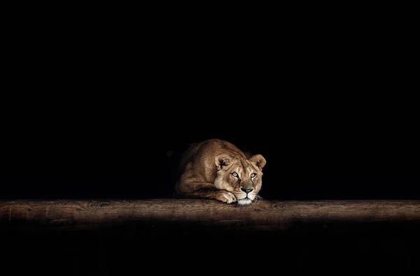 Портрет львицы в темноте — стоковое фото
