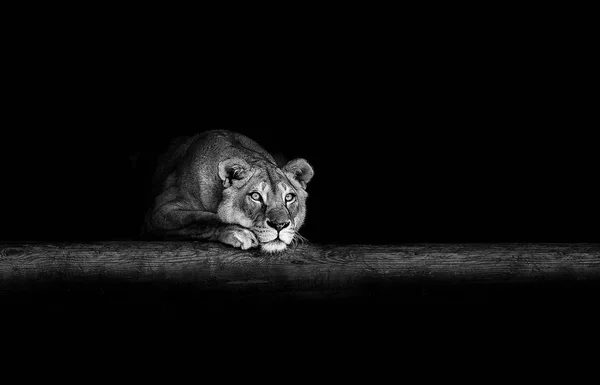 Portrét lvice ve tmě — Stock fotografie