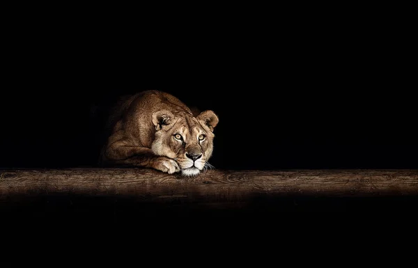 暗闇の中で雌ライオンの肖像画 — ストック写真