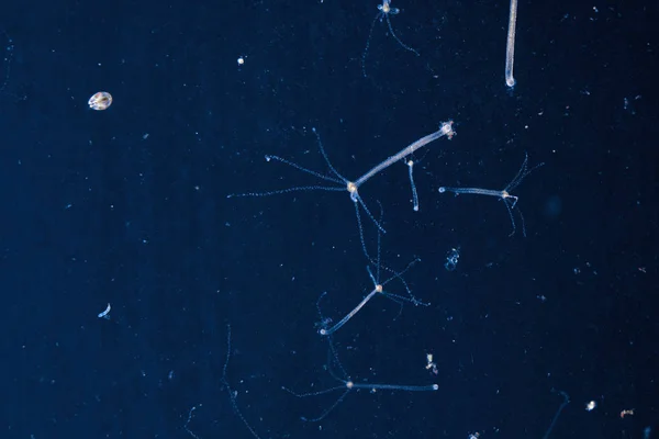 Hydra vulgaris dark field. Underwater microcosm, Hydra feed. — Stock Photo, Image