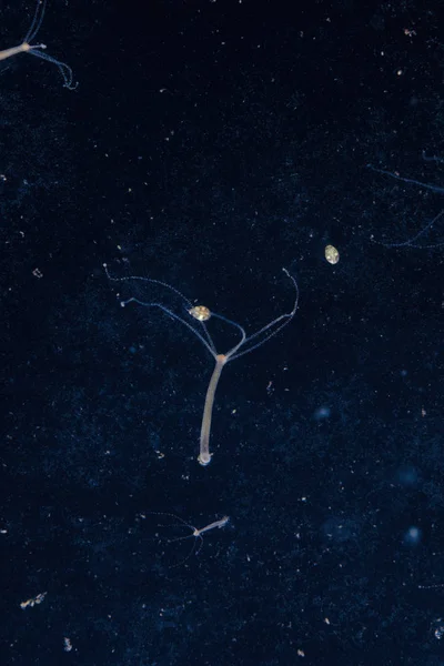 Hydra vulgaris campo oscuro. Microcosmos submarinos, Alimentación Hydra . —  Fotos de Stock