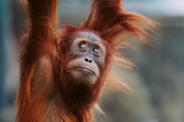 Орангутанг. портрет молодых обезьян — стоковое фото