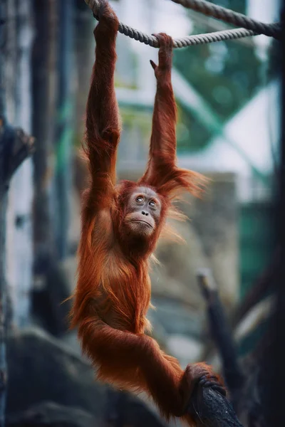 Orangutan. portret młodego małp — Zdjęcie stockowe