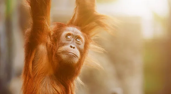 Orangutan. Genç maymunlar portresi — Stok fotoğraf
