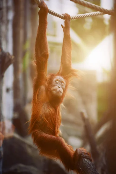 Orangutan. portrait of young monkeys