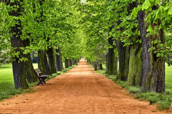 Callejón en el Parque. Un sendero. grandes árboles y bancos. Sendero para caminar en el paisaje verde del parque —  Fotos de Stock