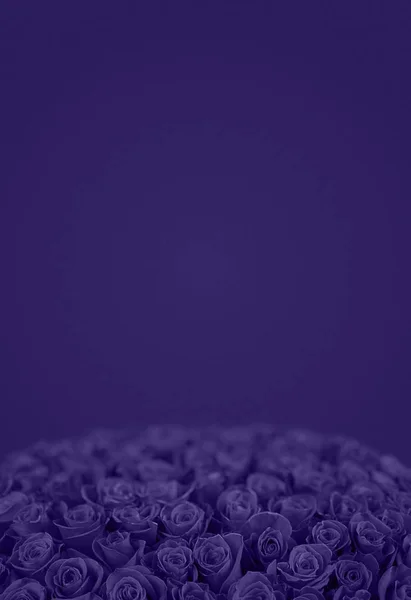 Ultra Violet yükseldi. Büyük demet izole: 101 kırmızı gül — Stok fotoğraf