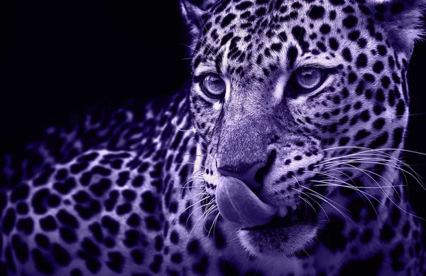 Leopard portrait in dark background. Ultra Violet Panthera pardus kotiya, predator licked — Stock Photo, Image