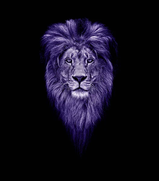 Retrato de um leão lindo, leão no escuro. Retrato de um líder. Rei Ultra Violeta — Fotografia de Stock