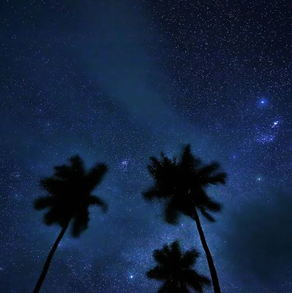 Noční oblohu a palm stromy. hvězdy v tropech — Stock fotografie
