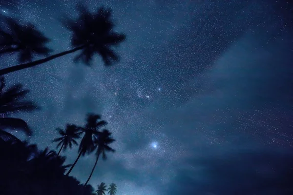 Night sky and palm trees. stars in the tropics — Stock Photo, Image