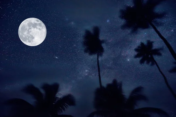 Nocne niebo, księżyc i palm drzew. gwiazdy w tropikach — Zdjęcie stockowe
