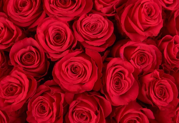 Natural red roses background — Stock Photo, Image